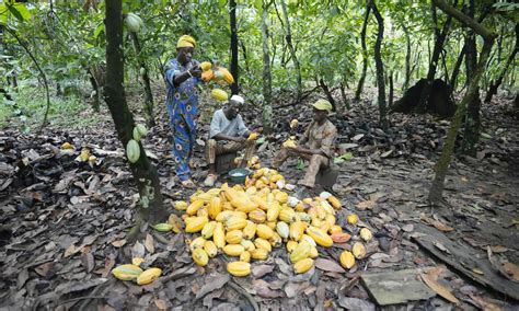 Takeaways on AP’s investigation into cocoa coming from a protected Nigerian rainforest